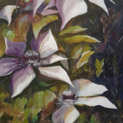 Clematis