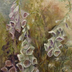 Foxgloves