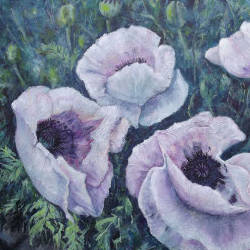 White Poppies